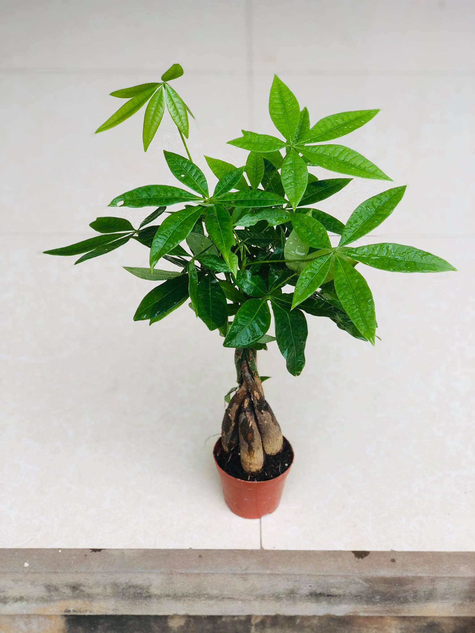 Cây kim ngân  thân xoắn (ảnh thật)