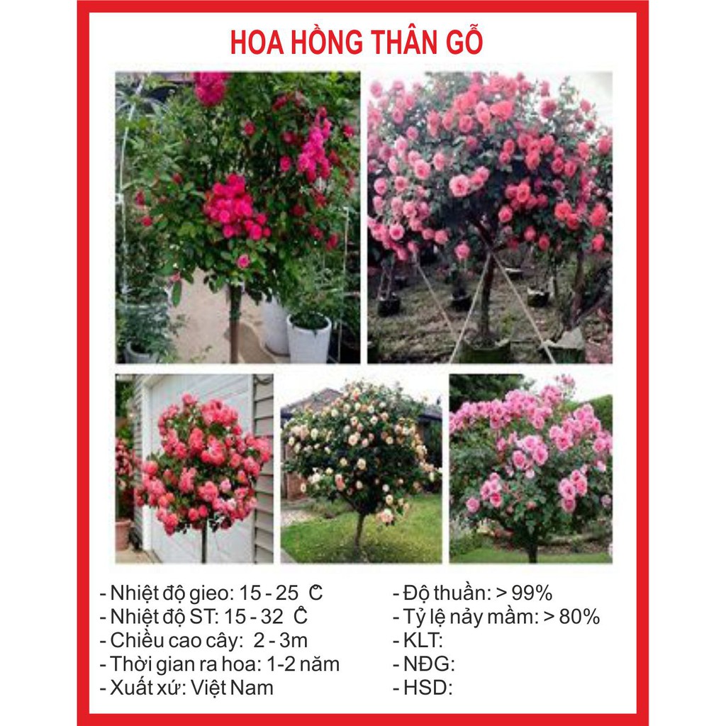 Hạt giống hoa hồng thân gỗ 10 hạt
