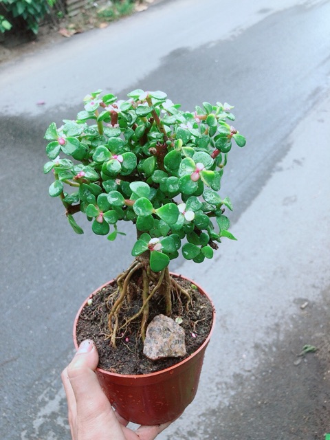 Cây Lá Ngọc Thân Cổ Thụ