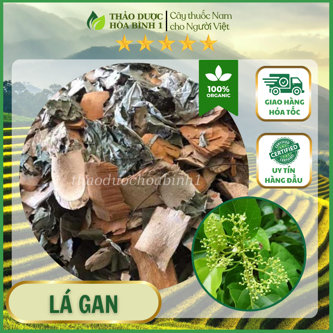 1kg cây lá gan khô sapa hàng chuẩn rừng mát gan thải độc gan.