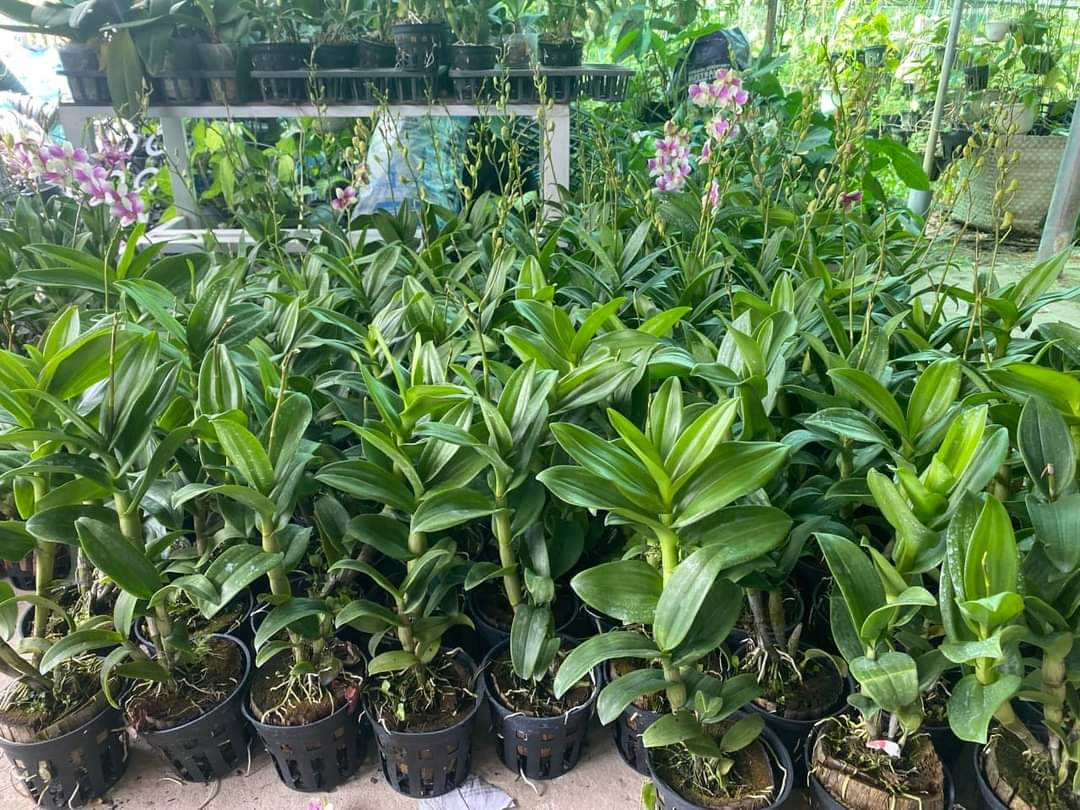 HOA LAN ĐỒNG TIỀN 3 MÀU