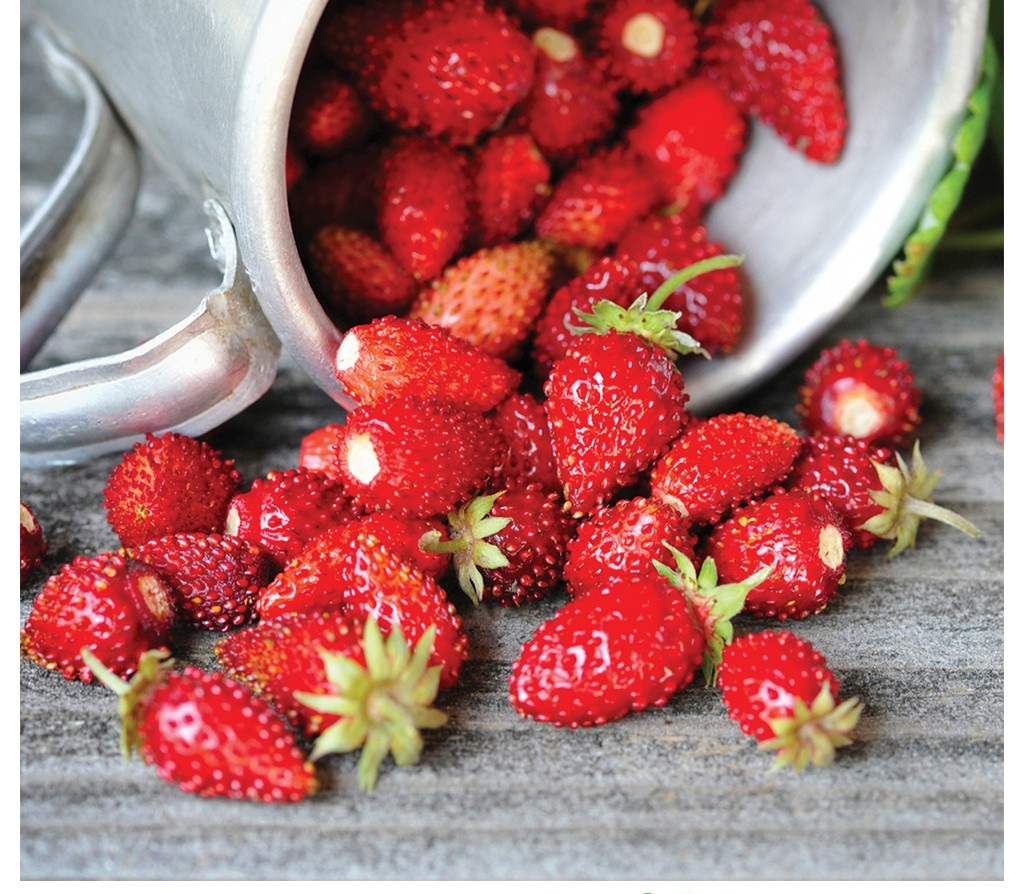 MJ294 GÓI 20h Hạt Giống Dâu Tây Mỹ Rugen Siêu Ngon