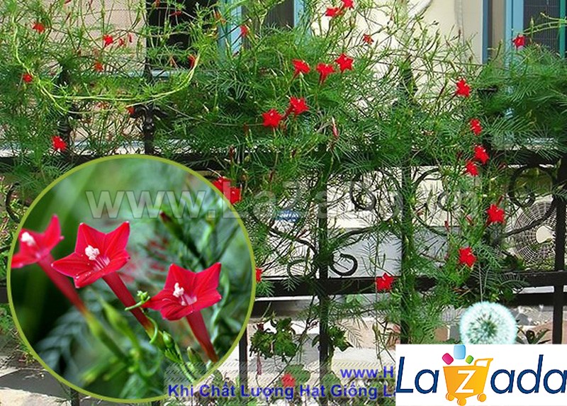 200.HẠT Hạt Giống Hoa Tóc Tiên Leo Đỏ (| -KD: B6*V52)