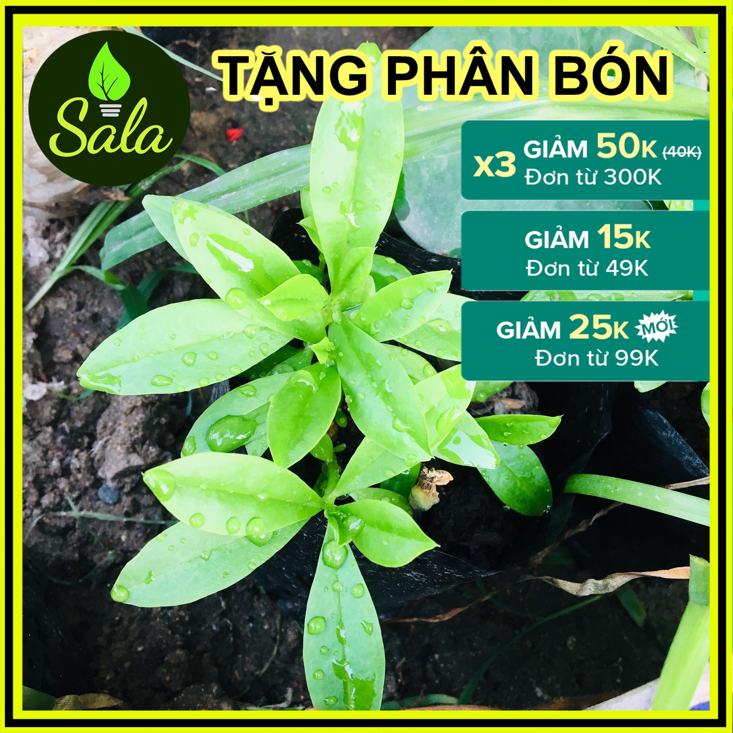 CÂY SÂM ĐẤT (THỔ SÂM, ĐỊA SÂM)
