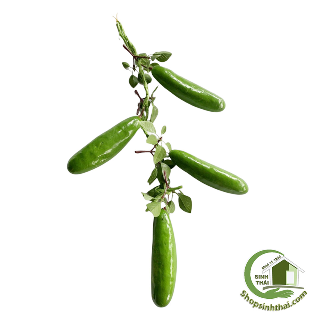 Dây dưa leo giả - Dây củ quả giả cao cấp [ Kho sỉ ]