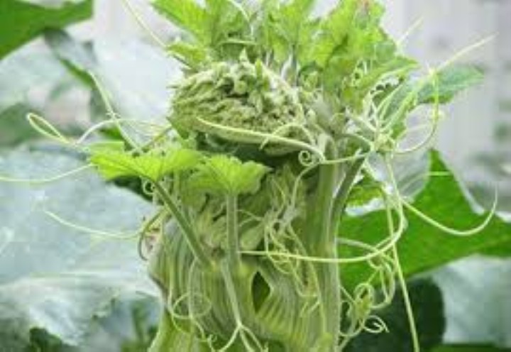 hạt giống bí siêu ngọn 20 hạt