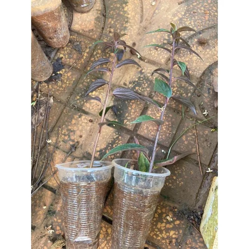 Cây Bọ Mắ.m ( Thuoc Dòi)