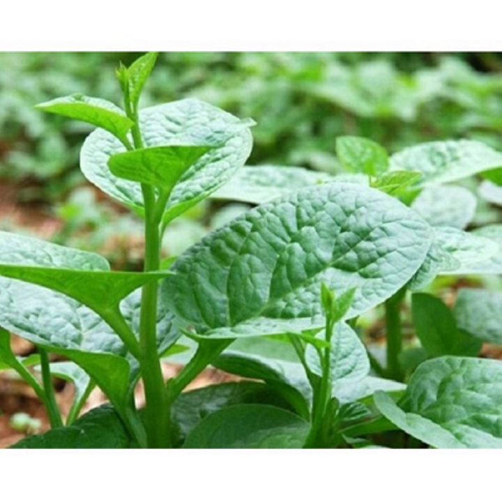 1K_Hạt giống Rau Mồng Tơi (Mùng Tơi)