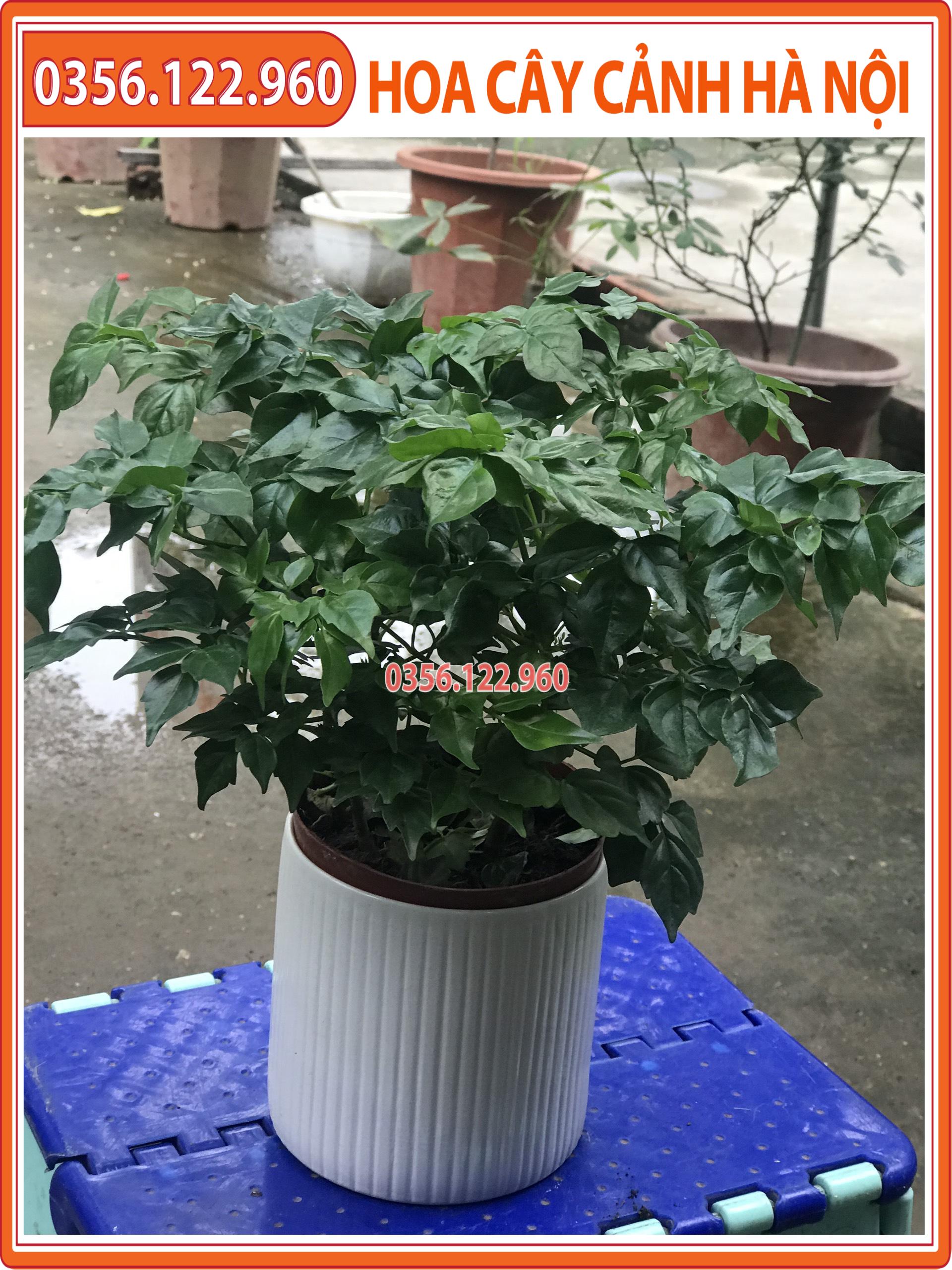 Cây hạnh phúc để bàn