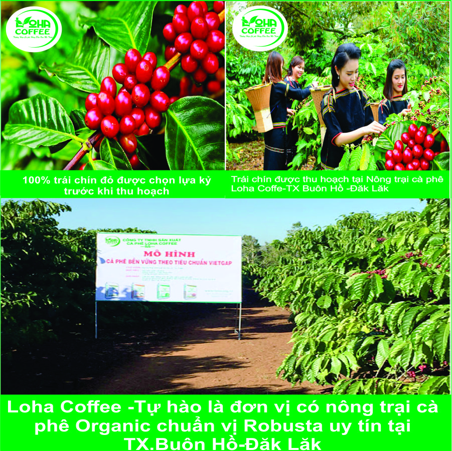 500gr  Cà Phê Hạt Arabica Đà Lạt Rang Mộc Dạng Hạt Pha Máy -LOHA COFFEE