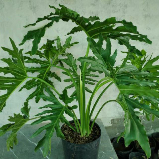 Trầu Bà Thanh Xuân - Cây cảnh trong nhà