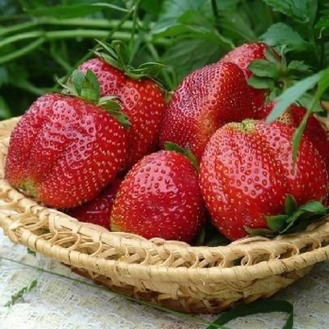 Hạt giống Dâu tây đỏ trái to 50 hạt
