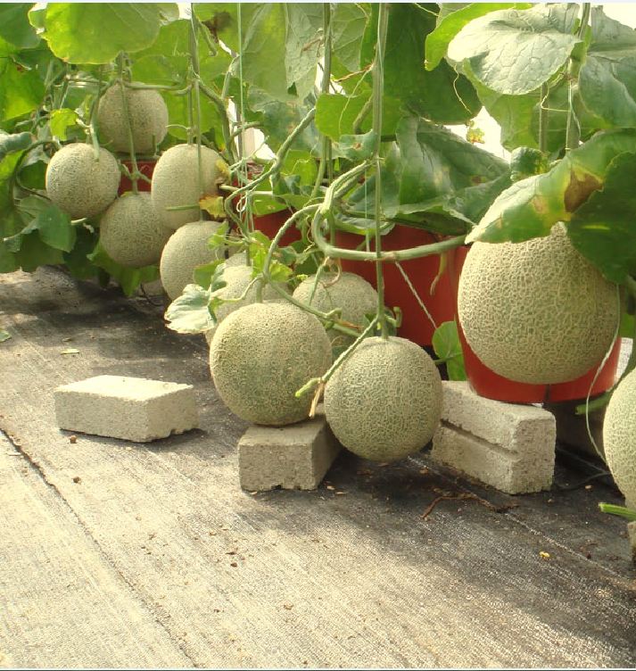 Combo of 2 Packs of Melon Seeds - (Cantaloupe - Super Sweet Pear Melon)