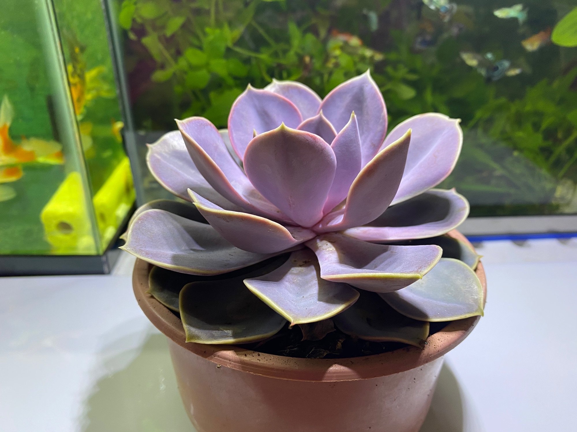 SEN ĐÁ HỒNG DÂU SIZE LỚN