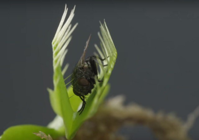 Chậu cây bẫy kẹp, flytrap venus