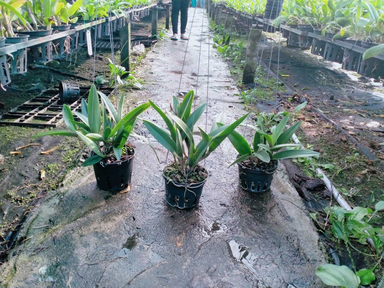 Hoa lan brass Đài tem cây trưởng thành