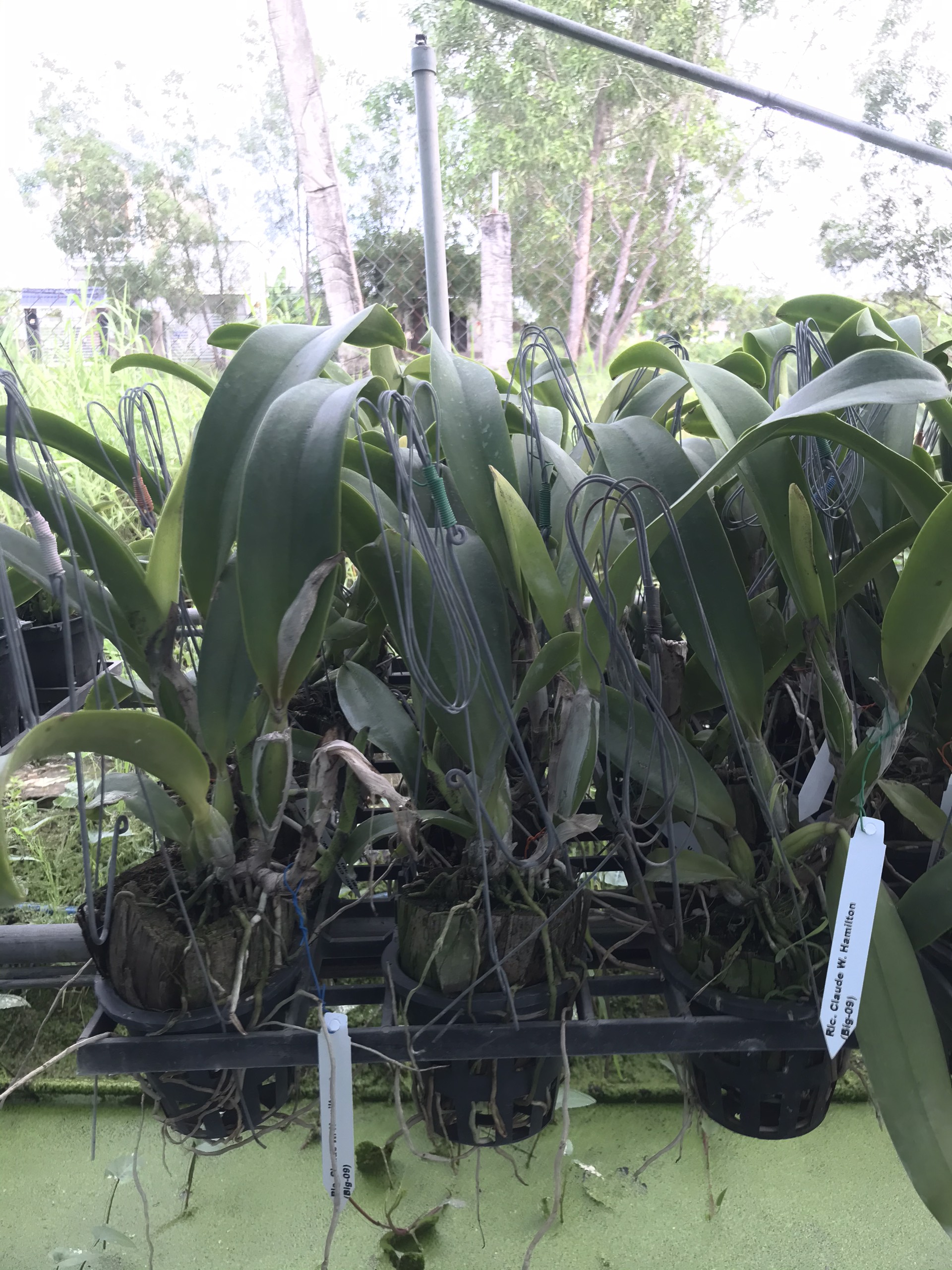 Lan Cattleya Sangod Delight 