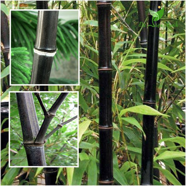 1 thân cây giống cây trúc đen (cây gốc size trung )