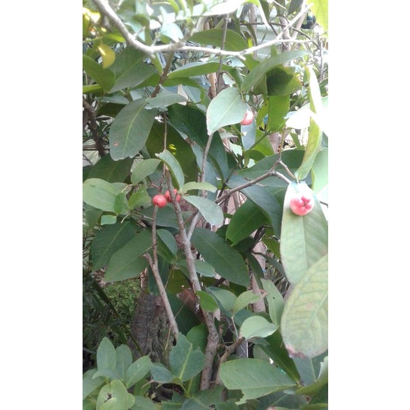 Cây mận Hoàng Yến giống