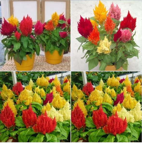 "Gói 100 Hạt " Hạt giống hoa mào gà lửa mix