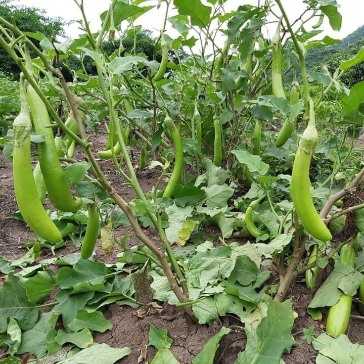 [HCM]20h Hạt giống cà xanh mỡ sai trái