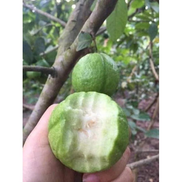 combo 2 cây giống Ổi Găng Đông Dư + Tặng kềm phân trùn quế cực tốt cho cây