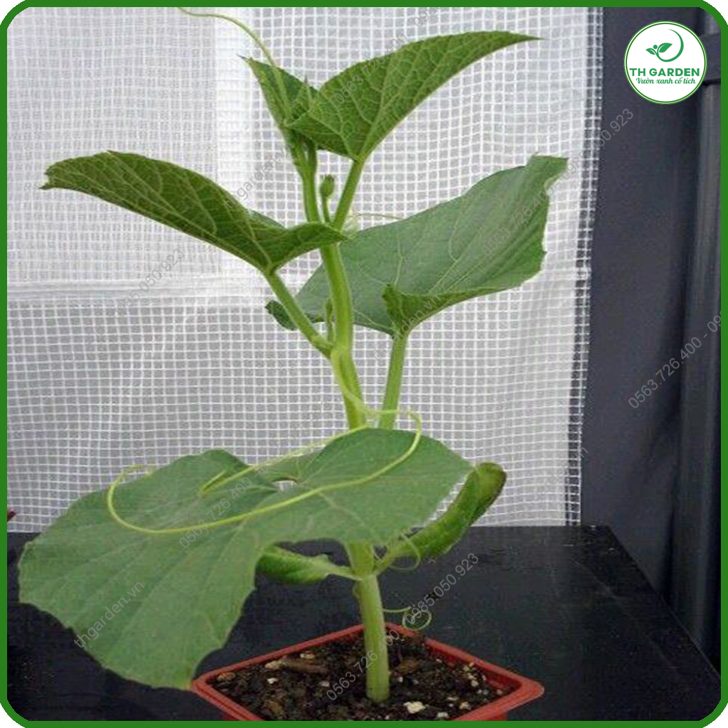 Hạt Giống Lặc Lè (Mướp Nhật) - Gói 5 gr P4U