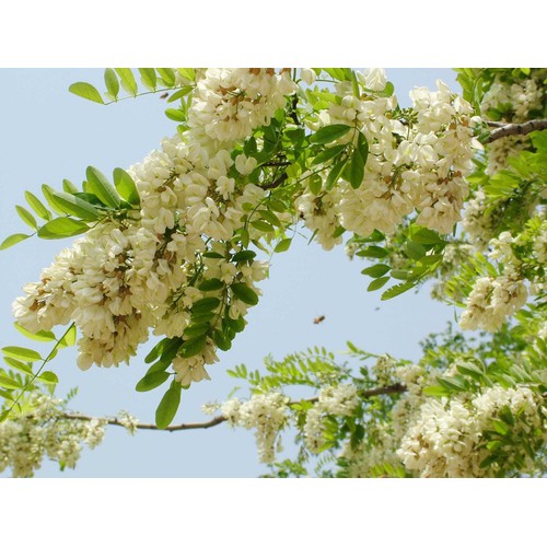 CÂY HOA HÒE GIỐNG