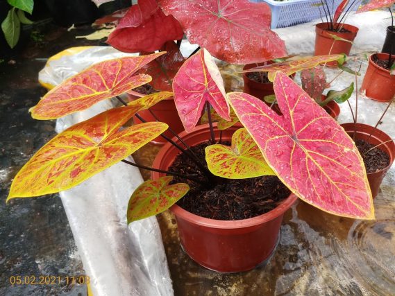 Cây kiểng lá Caladium New Wave - Môn đốm đỏ