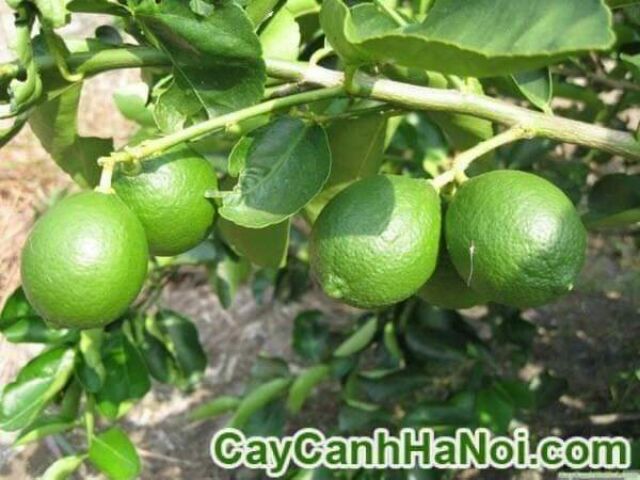 Cây Chanh Ta - Chanh miền bắc lá rất thơm.