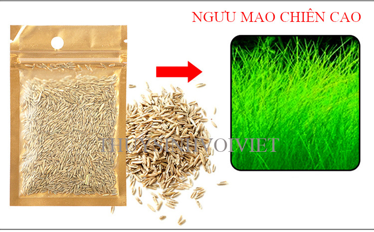 Hạt giống thủy sinh các loại trân châu lùn, ngưu mao chiên, thanh điệp