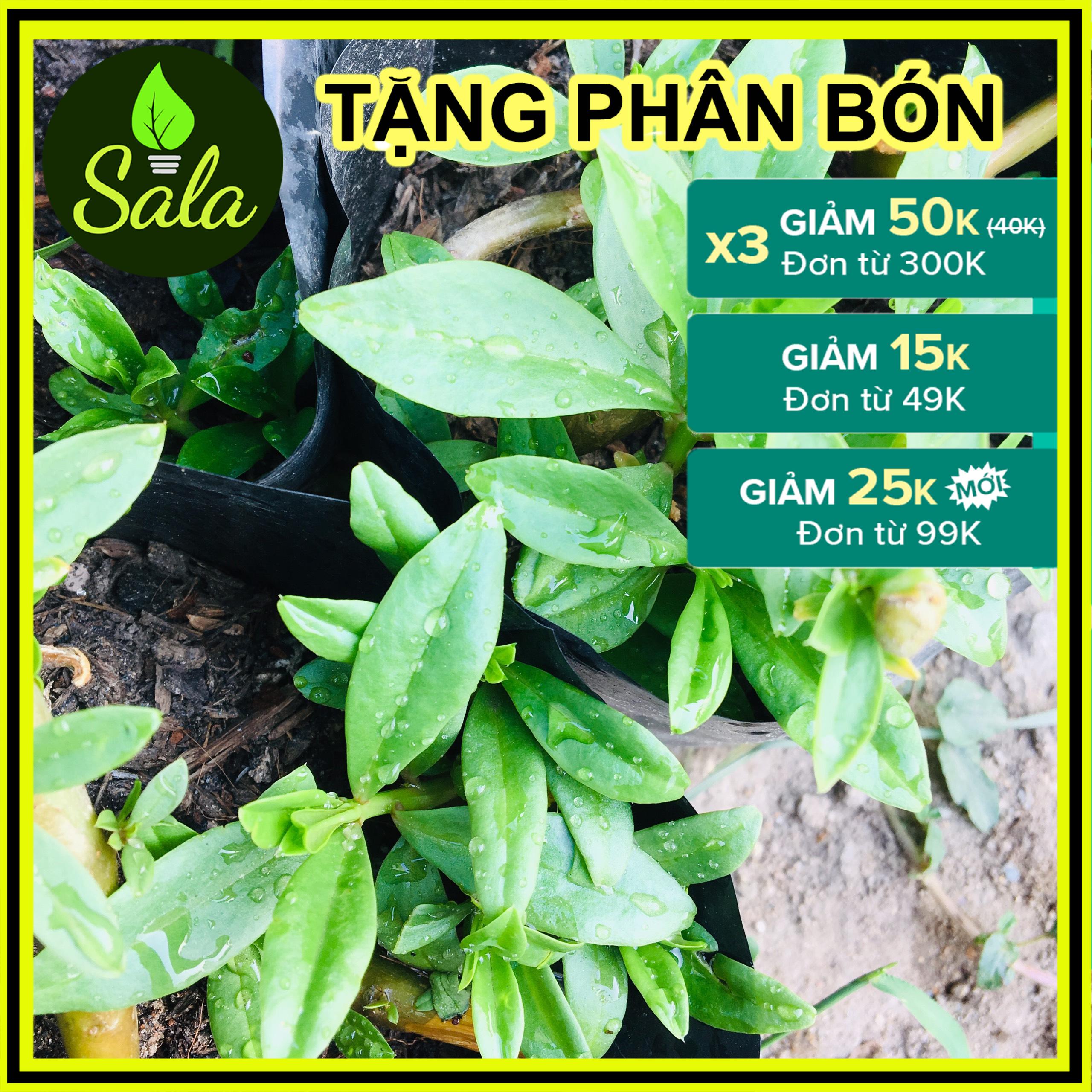 CÂY SÂM ĐẤT (THỔ SÂM, ĐỊA SÂM)