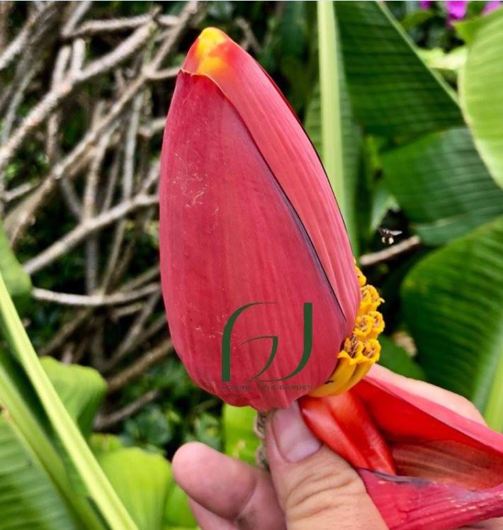 Hạt Giống Cây Chuối Đỏ (  Chuối Dacca ) - Gói 3 hạt - KNS