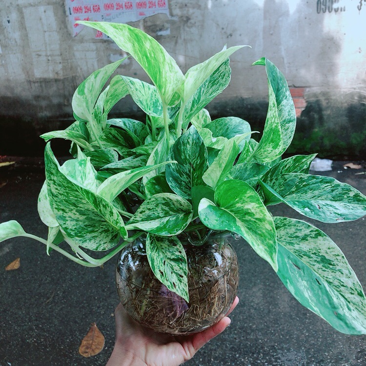 Chậu Trầu Bà Sữa Trồng Thuỷ Sinh