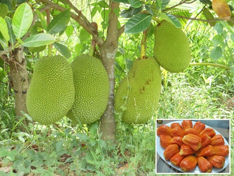 Cây giống mít ruột đỏ dòng cây cho trái sớm- Hoa kiểng Nguyễn Lộc- Cây giống chất lượng cao