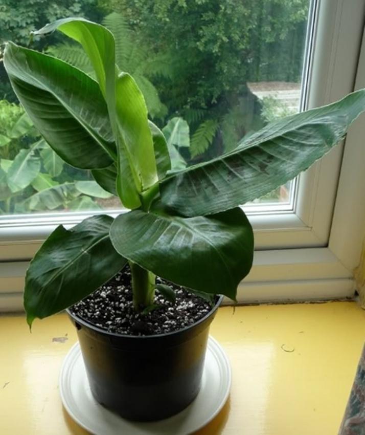 Hạt giống Chuối mini