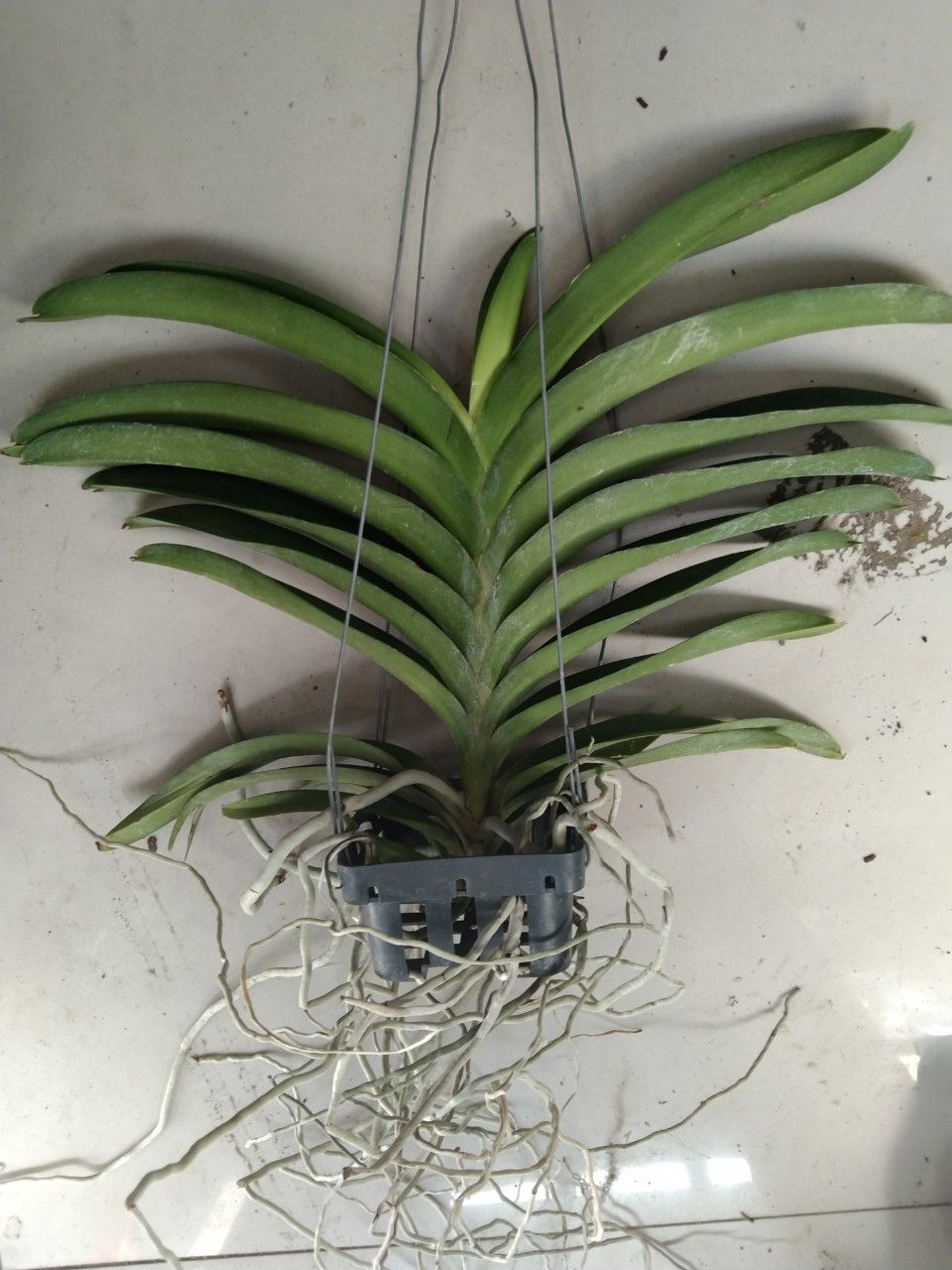 Vanda tím blue trưởng thành sắp hoa