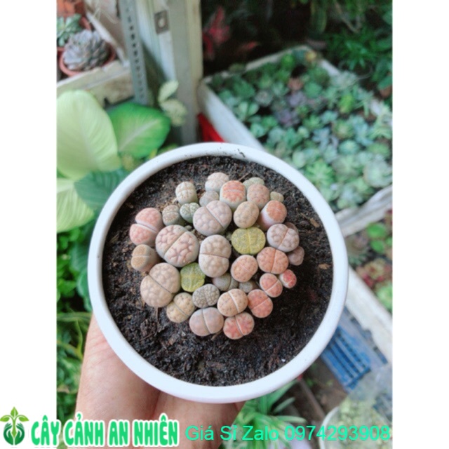 Chậu Cây Hoa Sỏi - Lipthop (Mông)