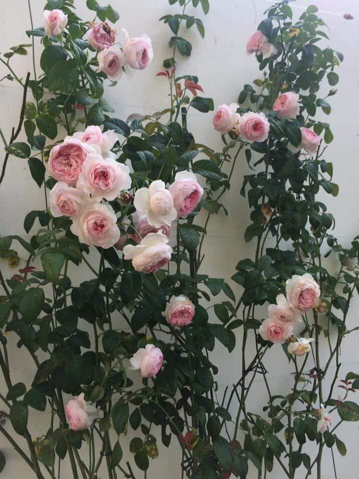 HOA HỒNG LEO HẢI PHÒNG