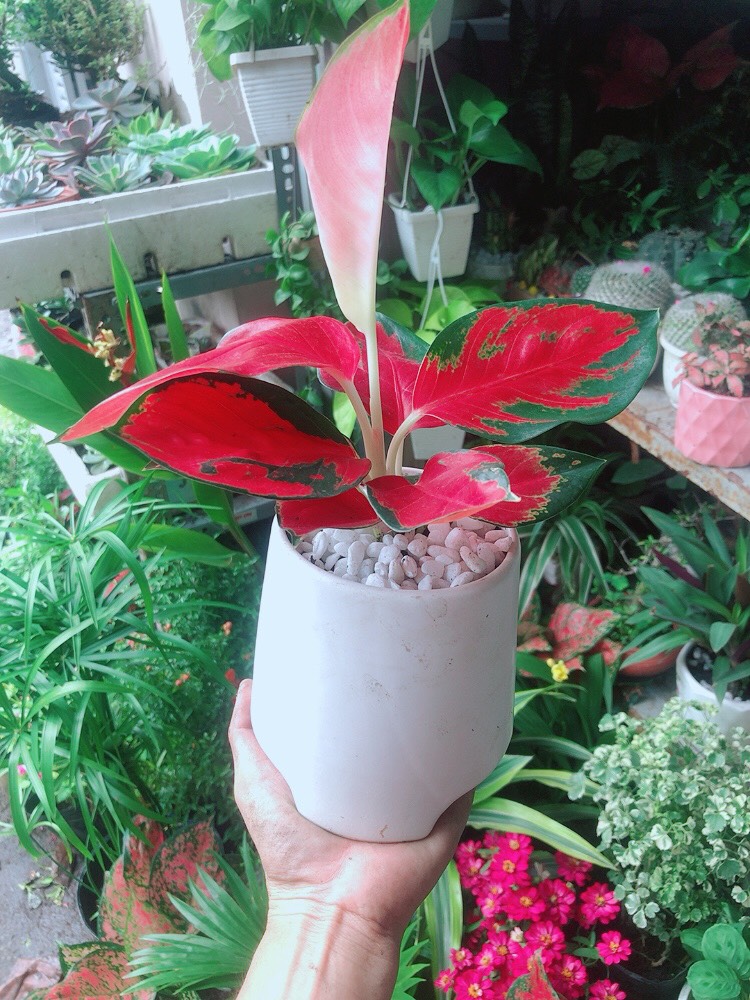 [HCM]Chậu Cây Phú Quý Đỏ