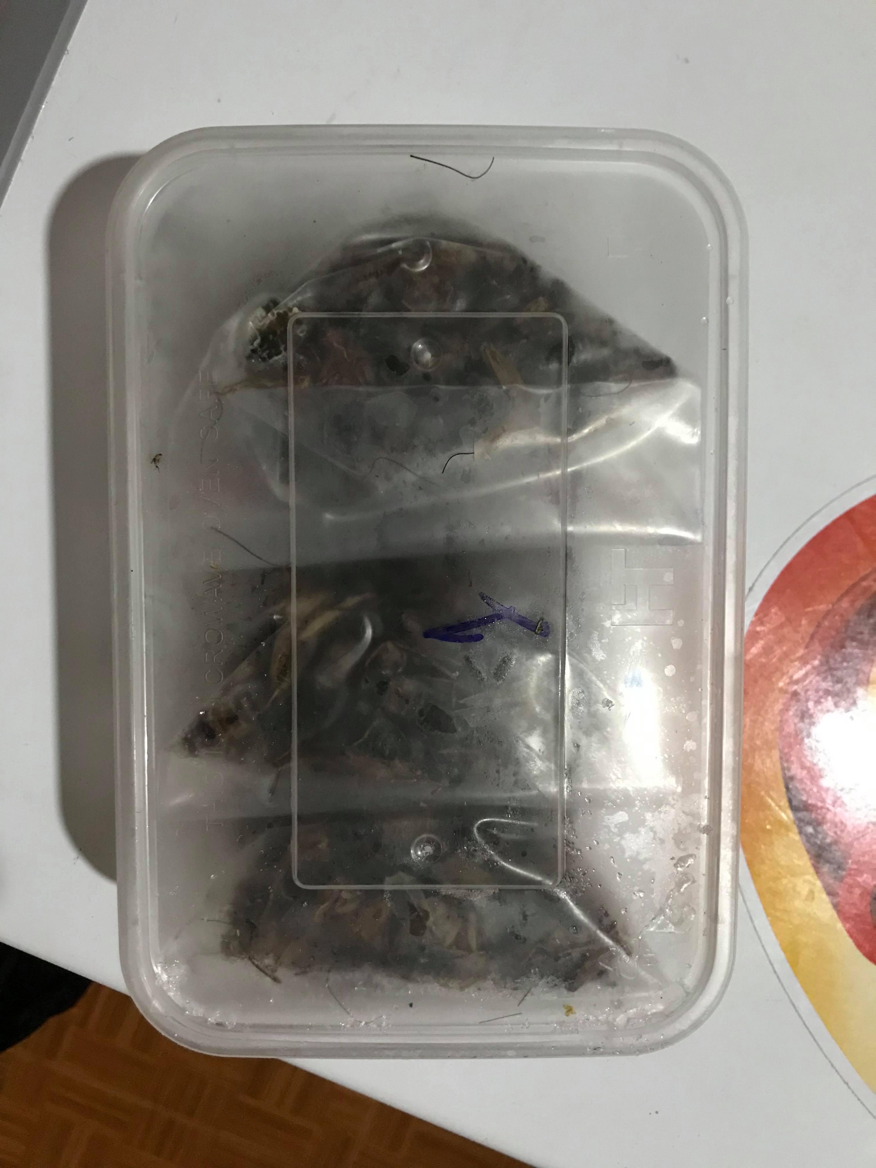 Thịt dế đông lạnh