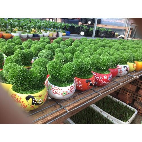 [HCM]Hạt giống cỏ may mắn