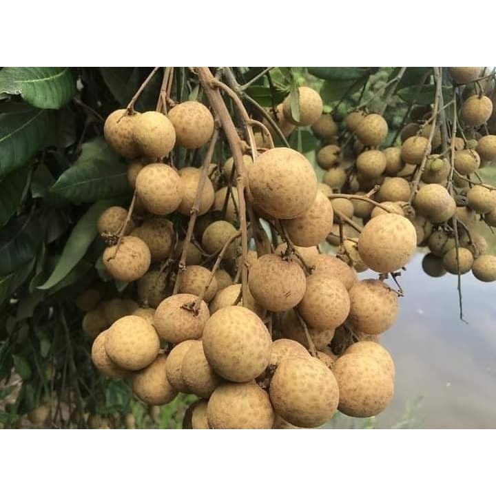 Cây giống nhãn không hạt thái lan _cây giống đức mạnh