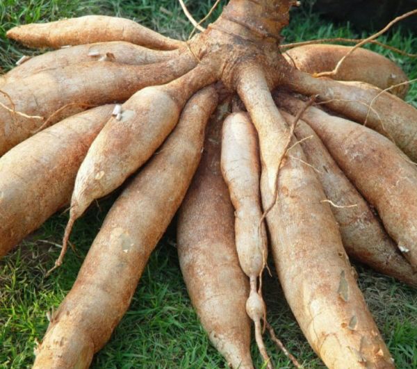 10 cây khoai mì hay cây sắn