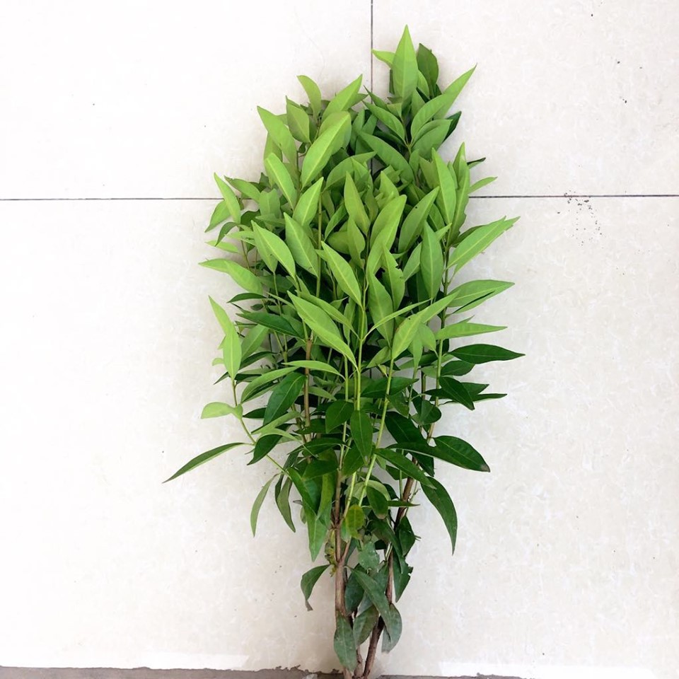 Cây vối nếp - cao 40-50cm (10 công dụng thần kì)