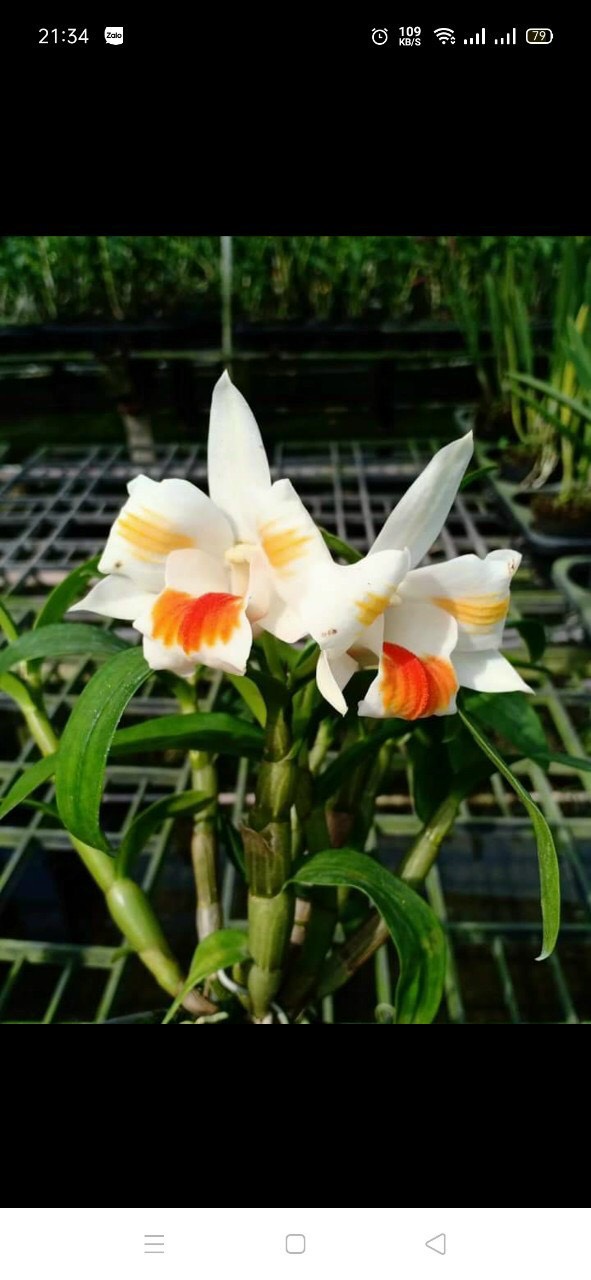 Dendro Damari 3 lưỡi hoa thơm - dòng dendro thân có lông độc đáo