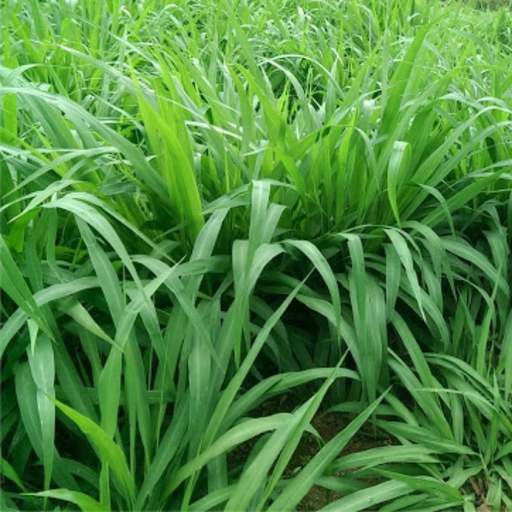 Hạt giống Cỏ MULATO 2 gói 100gr