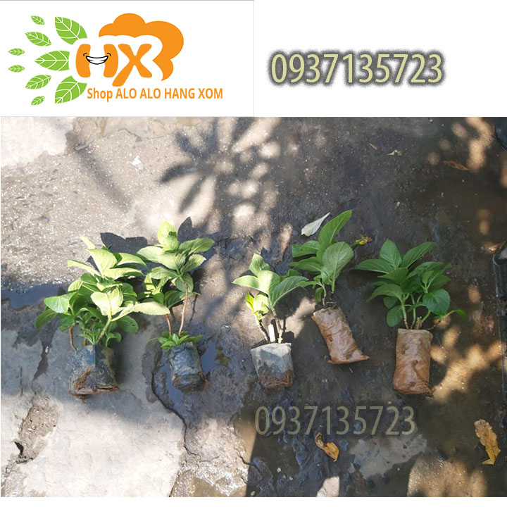 [HCM]combo 5 cây cẩm tú cầu cây giống