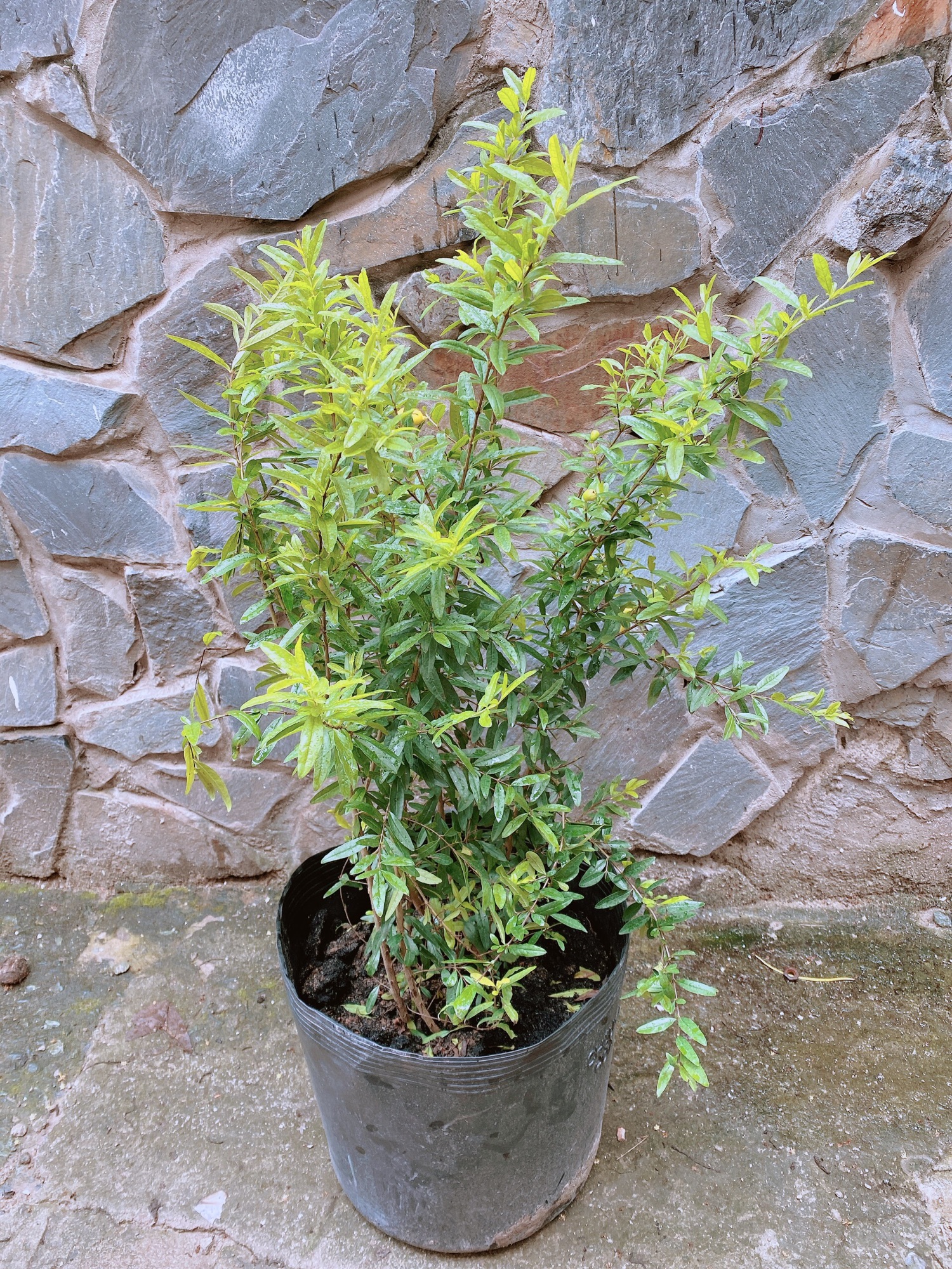 Cây Lựu Thái Trắng Cho Trái To