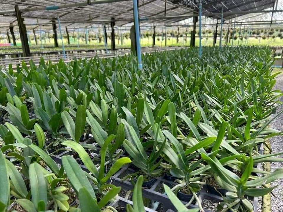 Hoa lan nhạn giống tháng 4